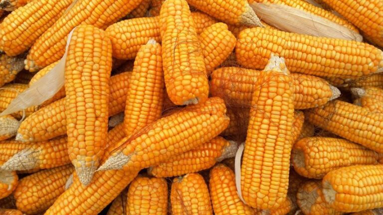 Govt. allows NAFED & NCCF to sell maize to ethanol makers