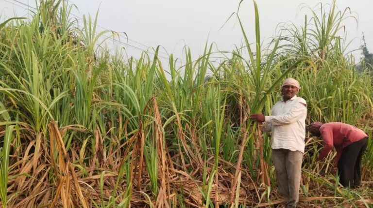 केंद्रीय मंत्रीमंडल ने गन्ने की FRP में बढ़ोतरी को मंजूरी दी