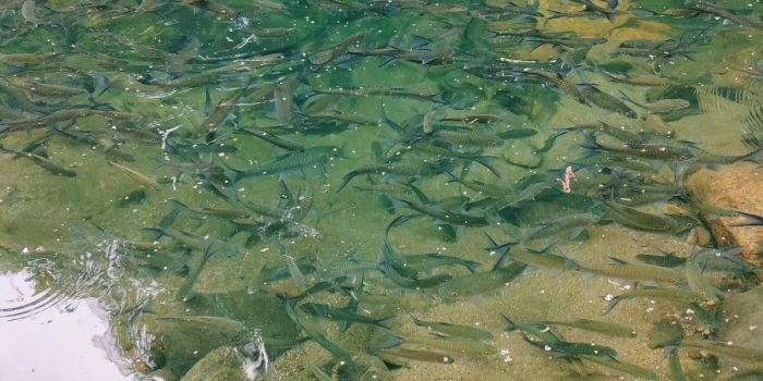 NCDC & LINAC organize training program for fish farmers in Meghalaya